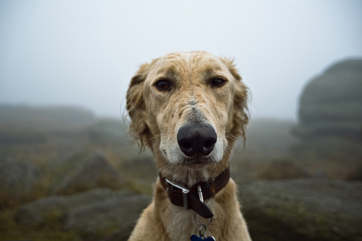 A Dog's Life - saluki greyhound