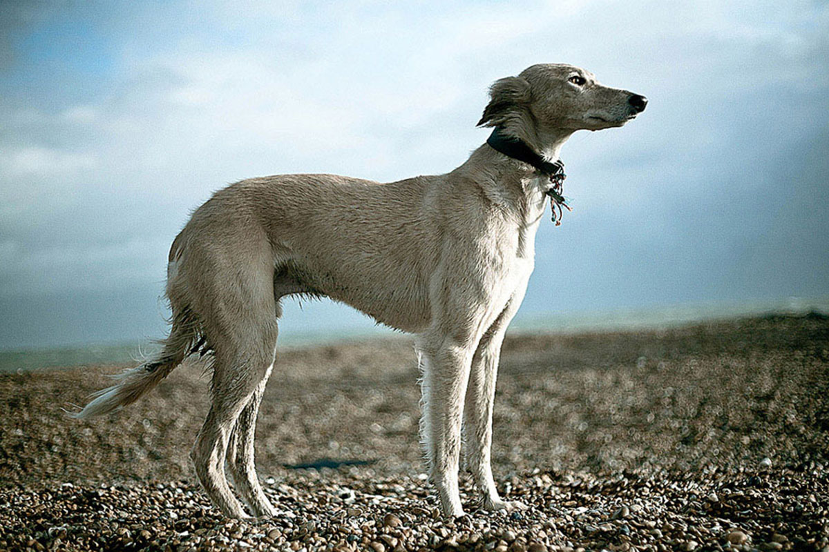 A Dog's Life - saluki greyhound