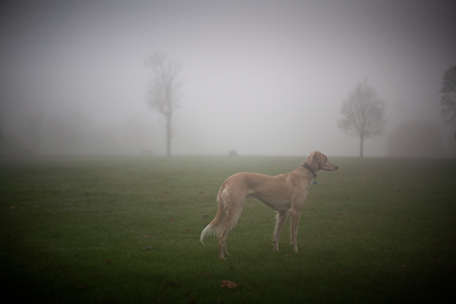 Have You Seen the Dog, Brockwell Park