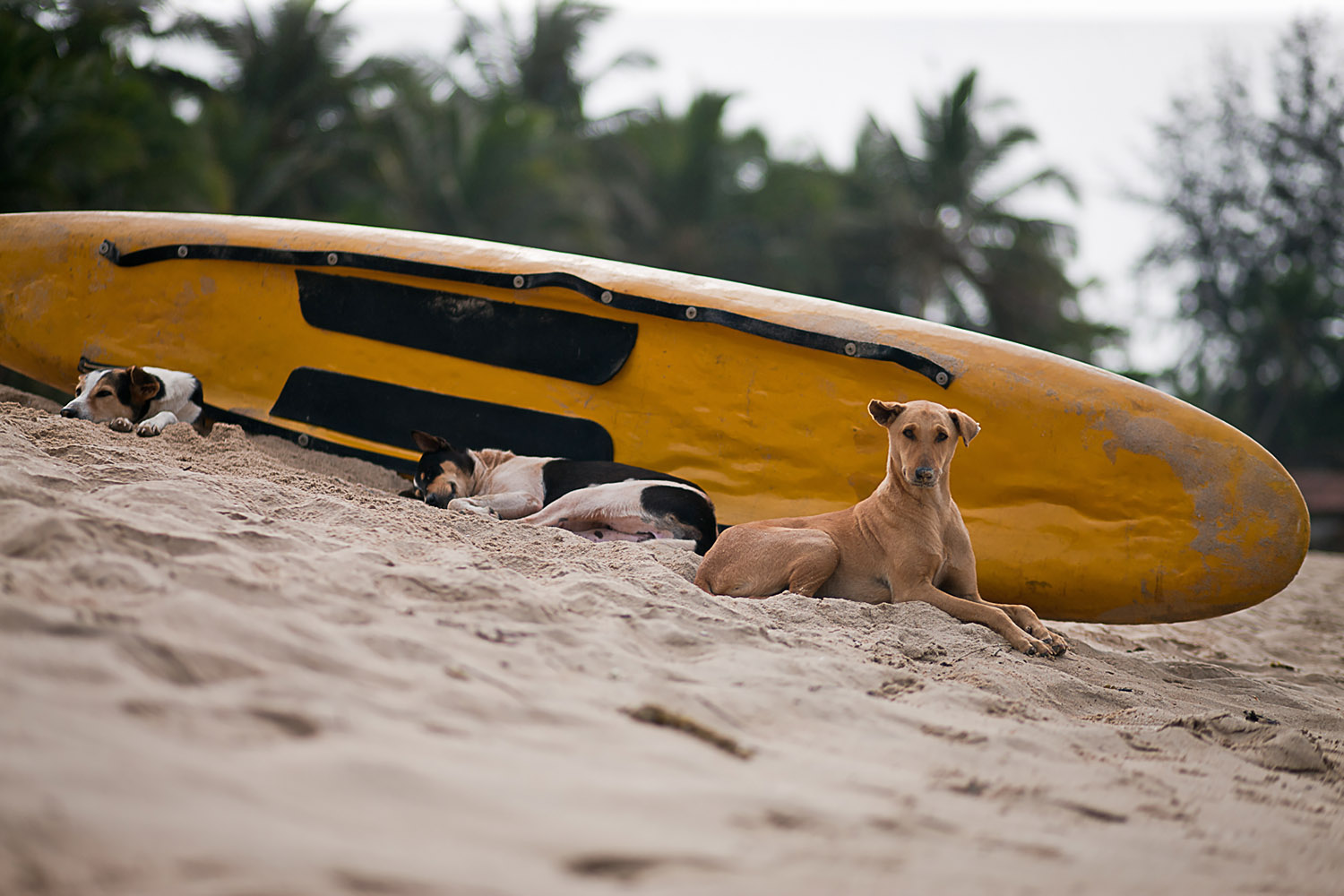 Three dogs shelter from the sun behind an upturned surf board. One stares on, a quizzical if not threatening air underemined by the sand on his nose. Pah!