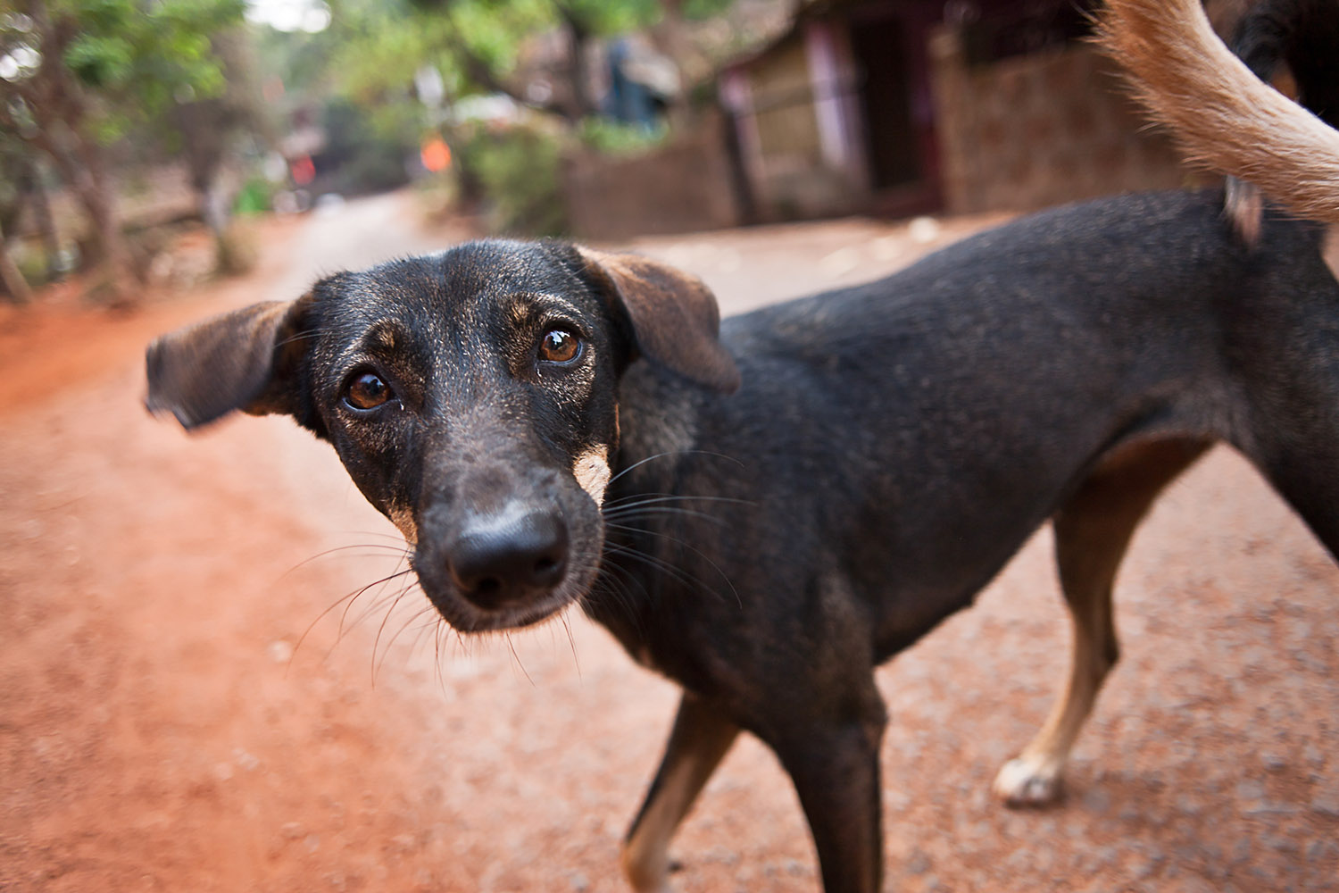 Street dogs in India:  Uttarkhand, Goa, Varanasi and Kolkata (Calcutta)